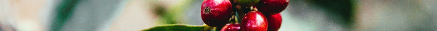 Good Coffee Doesn’t Just Happen: From Origin to Cup