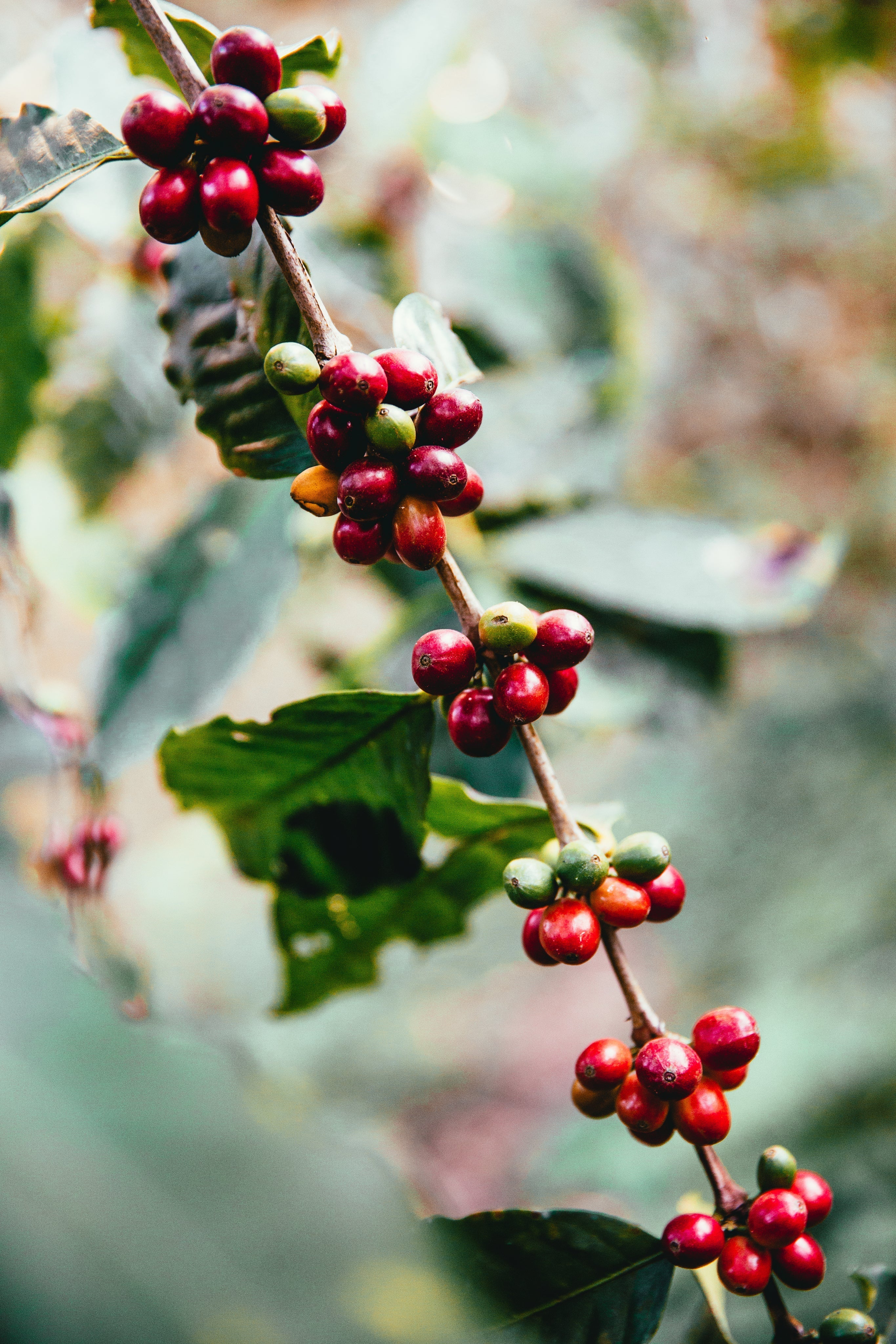 Good Coffee Doesn’t Just Happen: From Origin to Cup
