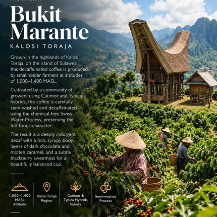 Coffee-growing landscape in the Kalosi Toraja region of Sulawesi, Indonesia, illustrating the highland origins of Danes Bukit Marante single origin decaf coffee.